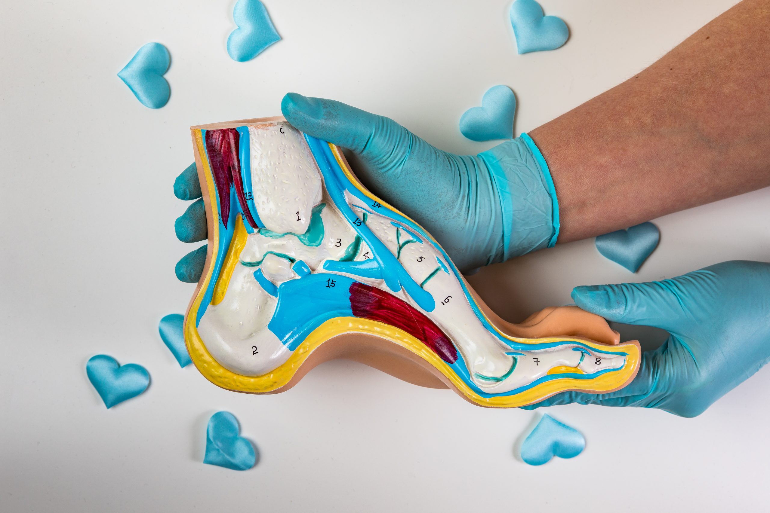 Jalan luut ja lihakset